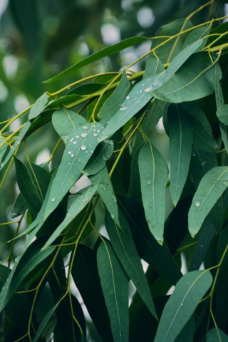 Eucalyptus.png__PID:29449e80-bb45-48d2-b7f0-0c80319d9f91