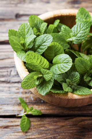 Mint.png__PID:449e80bb-45b8-42f7-b00c-80319d9f91cb